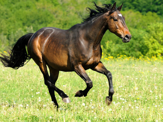 Horse running through a field